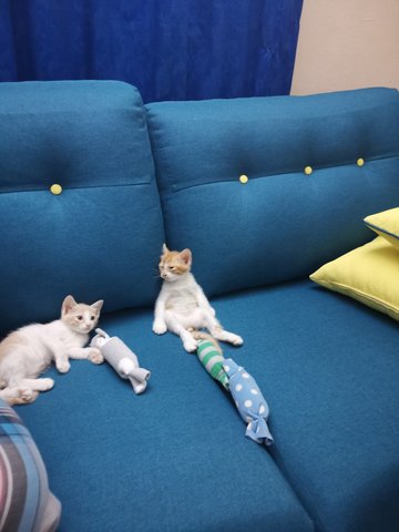 Bino &amp; Beni - Domestic Short Hair Cat