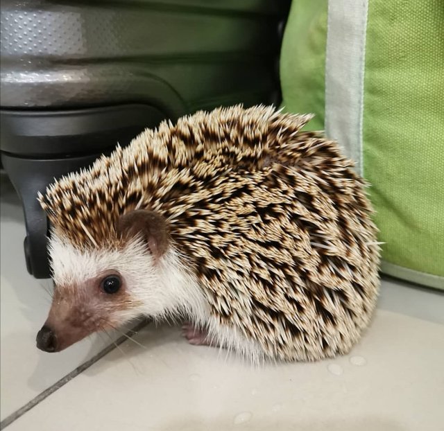 Honey - Hedgehog Small & Furry