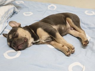 Tobikko - French Bulldog Dog