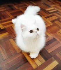 Cotton - Persian Cat