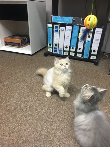 Grey &amp; Oren  - Persian Cat