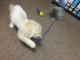 Grey &amp; Oren  - Persian Cat