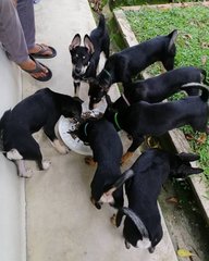 Too many of us for one bowl!