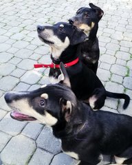 We used to all have different coloured collars. Then we grew out of them!