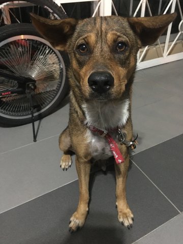 Coco - Mixed Breed Dog