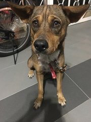 Coco - Mixed Breed Dog