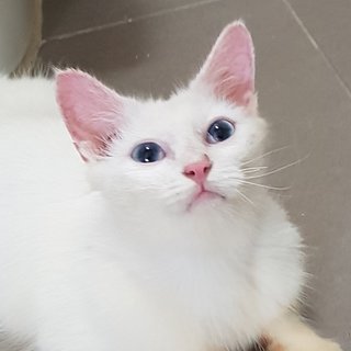 Snow The Deaf Darling - Domestic Medium Hair + Persian Cat