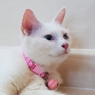 Snow The Deaf Darling - Domestic Medium Hair + Persian Cat