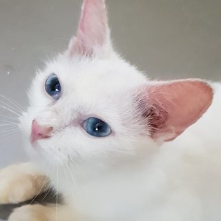 Snow The Deaf Darling - Domestic Medium Hair + Persian Cat