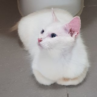 Snow The Deaf Darling - Domestic Medium Hair + Persian Cat