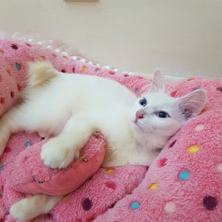 Snow The Deaf Darling - Domestic Medium Hair + Persian Cat