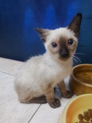 Blue Eyed Babe - Siamese Cat