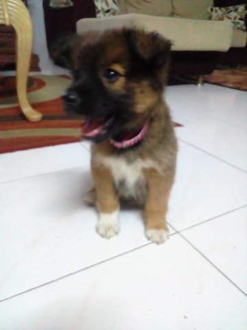 Roja For Adoption - Mixed Breed Dog