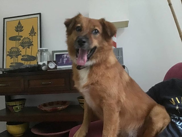 Molly - Mixed Breed Dog