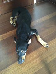 Kayla (Toilet Trained) - Doberman Pinscher Dog