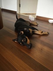 Kayla (Toilet Trained) - Doberman Pinscher Dog