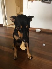 Kayla (Toilet Trained) - Doberman Pinscher Dog