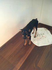 Kayla (Toilet Trained) - Doberman Pinscher Dog