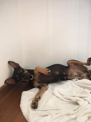 Kayla (Toilet Trained) - Doberman Pinscher Dog