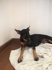 Kayla (Toilet Trained) - Doberman Pinscher Dog