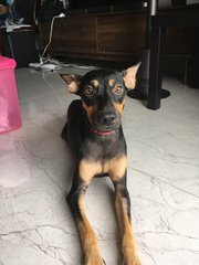 Kayla (Toilet Trained) - Doberman Pinscher Dog