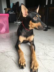 Kayla (Toilet Trained) - Doberman Pinscher Dog