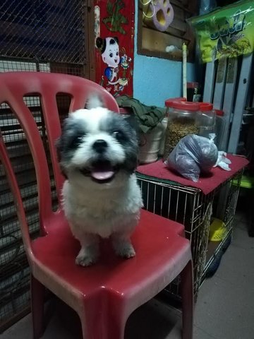 Boy - Shih Tzu Dog