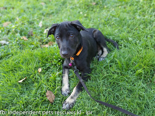 Little Black Bean - Mixed Breed Dog