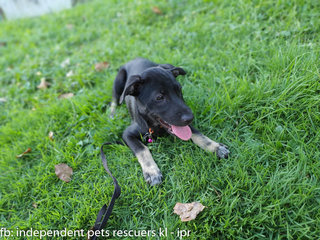 Little Black Bean - Mixed Breed Dog