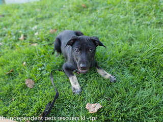 Little Black Bean - Mixed Breed Dog