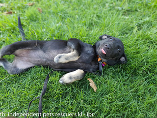 Little Black Bean - Mixed Breed Dog