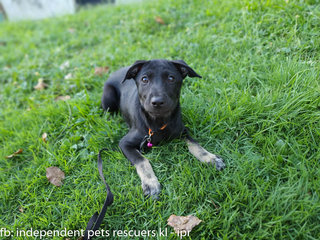 Little Black Bean - Mixed Breed Dog