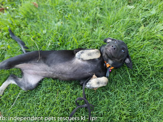 Little Black Bean - Mixed Breed Dog