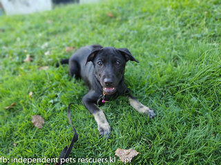 Little Black Bean - Mixed Breed Dog