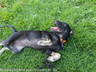 Little Black Bean - Mixed Breed Dog