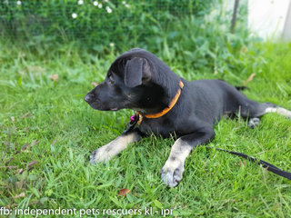 Little Black Bean - Mixed Breed Dog