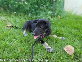 Little Black Bean - Mixed Breed Dog