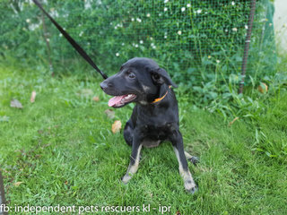 Little Black Bean - Mixed Breed Dog