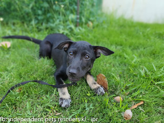 Little Black Bean - Mixed Breed Dog