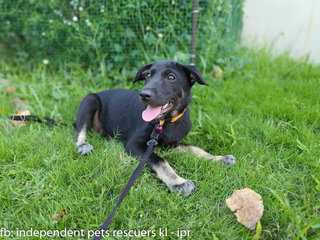 Little Black Bean - Mixed Breed Dog