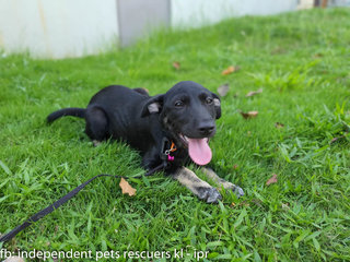 Little Black Bean - Mixed Breed Dog