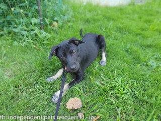 Little Black Bean - Mixed Breed Dog