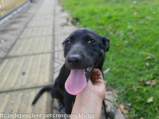 Little Black Bean - Mixed Breed Dog