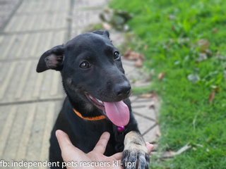 Little Black Bean - Mixed Breed Dog