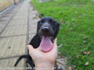 Little Black Bean - Mixed Breed Dog