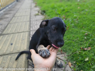 Little Black Bean - Mixed Breed Dog