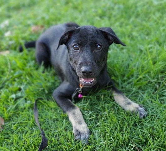 Little Black Bean - Mixed Breed Dog