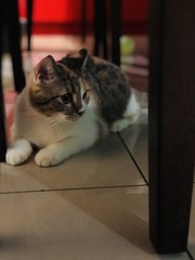 Miki - British Shorthair + Scottish Fold Cat