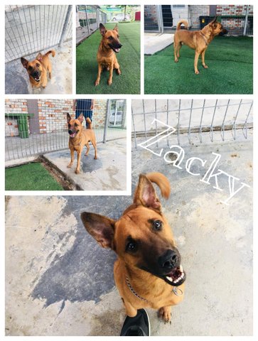 Zacky - Belgian Shepherd Malinois Mix Dog