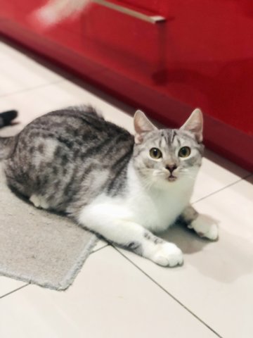 Hero - British Shorthair + Scottish Fold Cat